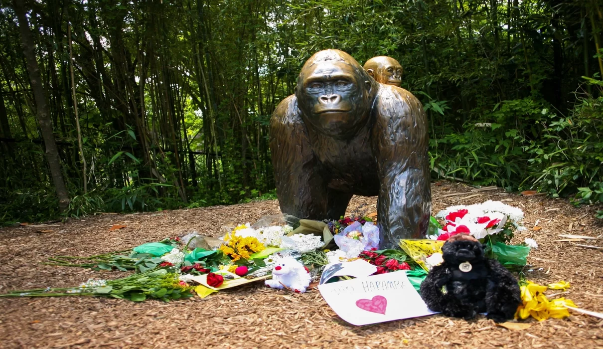 Flowers placed at a gorilla statue outside the Cincinnati Zoo Gorilla World exhibit in memory of Harambe
