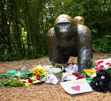 Flowers placed at a gorilla statue outside the Cincinnati Zoo Gorilla World exhibit in memory of Harambe