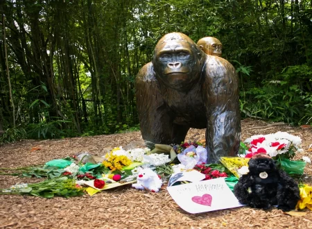 Flowers placed at a gorilla statue outside the Cincinnati Zoo Gorilla World exhibit in memory of Harambe