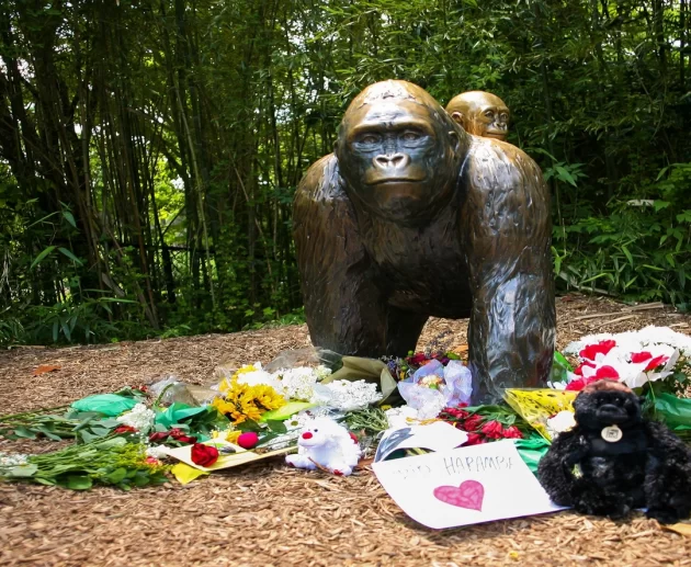 Flowers placed at a gorilla statue outside the Cincinnati Zoo Gorilla World exhibit in memory of Harambe