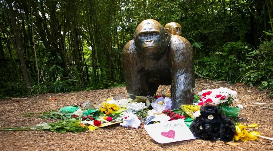 Flowers placed at a gorilla statue outside the Cincinnati Zoo Gorilla World exhibit in memory of Harambe